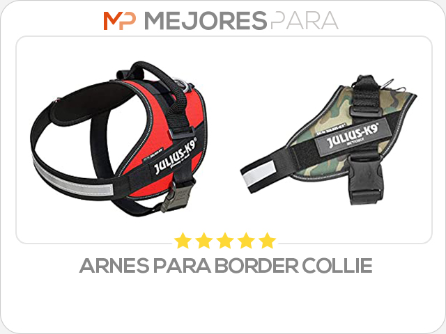 arnes para border collie