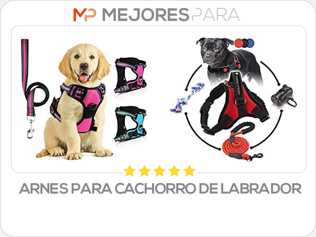 arnes para cachorro de labrador