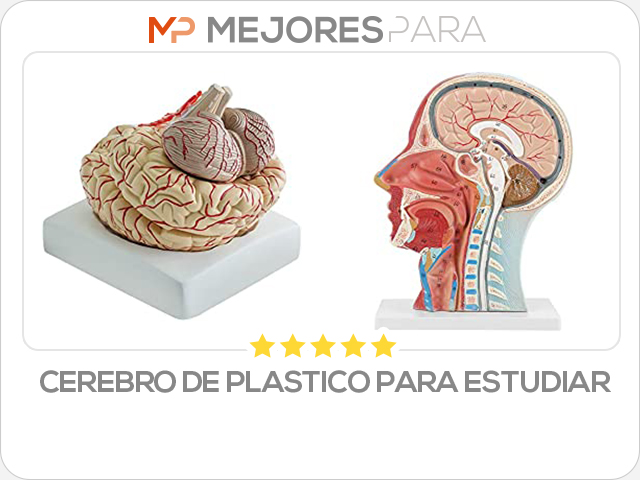 cerebro de plastico para estudiar