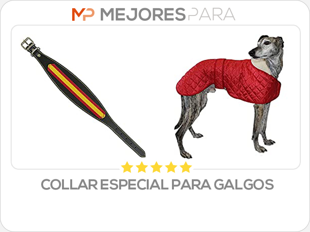 collar especial para galgos