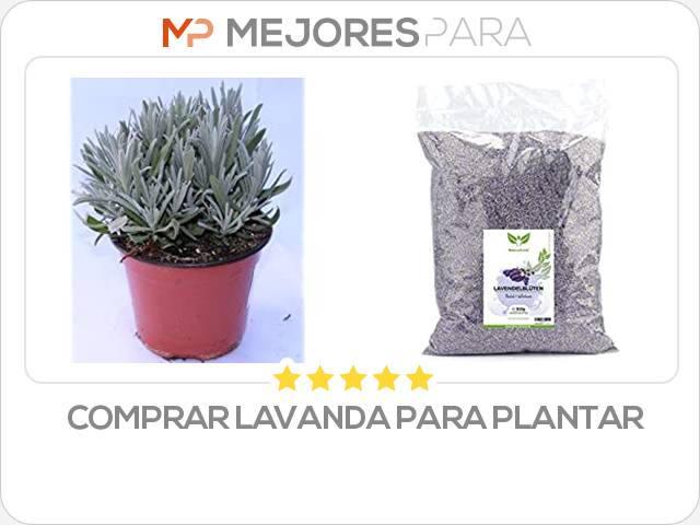 comprar lavanda para plantar