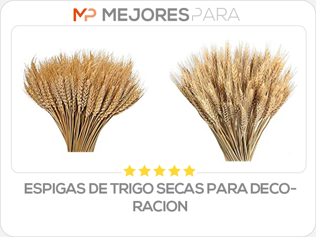 espigas de trigo secas para decoracion