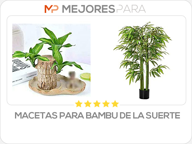 macetas para bambu de la suerte