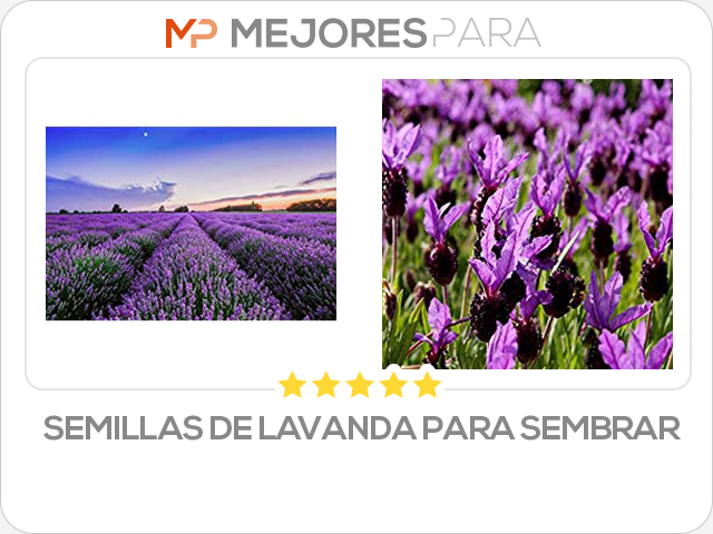 semillas de lavanda para sembrar